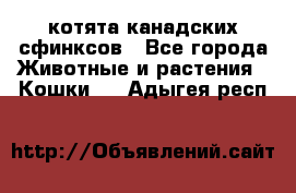 котята канадских сфинксов - Все города Животные и растения » Кошки   . Адыгея респ.